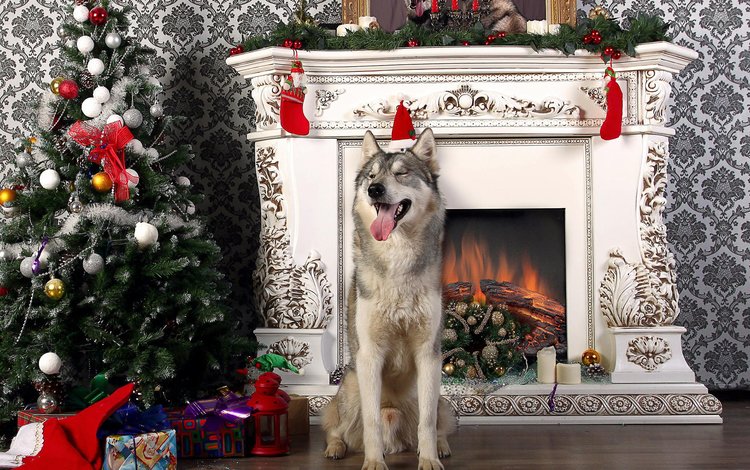 новый год, елка, собака, хаски, камин, язык, new year, tree, dog, husky, fireplace, language