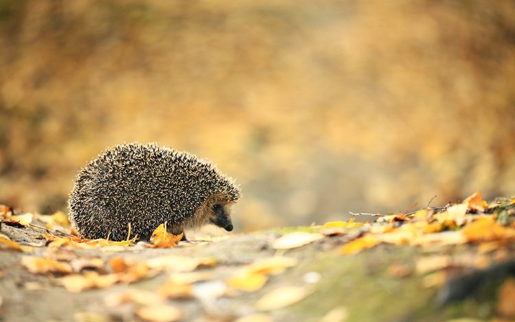 листья, осень, ежик, еж, leaves, autumn, hedgehog