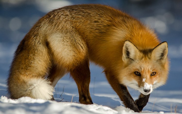 снег, зима, мордочка, взгляд, лиса, лисица, хвост, snow, winter, muzzle, look, fox, tail