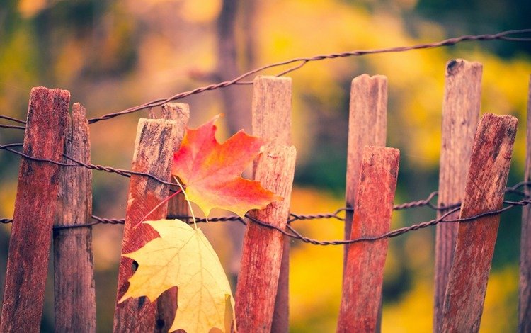 листья, макро, осень, забор, кленовый лист, leaves, macro, autumn, the fence, maple leaf