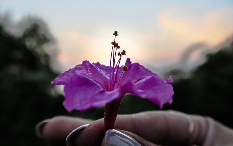 рука, цветок, лепестки, фиолетовый, пальцы, маникюр, hand, flower, petals, purple, fingers, manicure