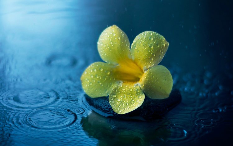цветок, капли, дождь, лужа, алламанда, flower, drops, rain, puddle, allamanda