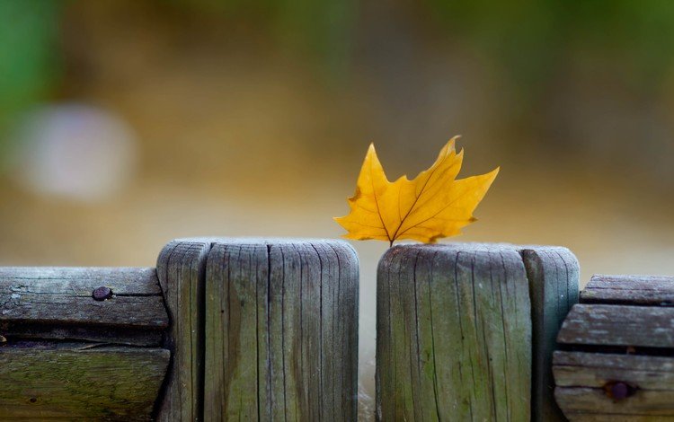макро, осень, забор, лист, кленовый лист, macro, autumn, the fence, sheet, maple leaf