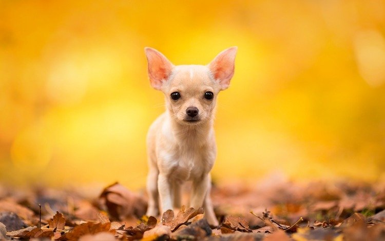 листья, мордочка, взгляд, осень, собака, чихуахуа, leaves, muzzle, look, autumn, dog, chihuahua