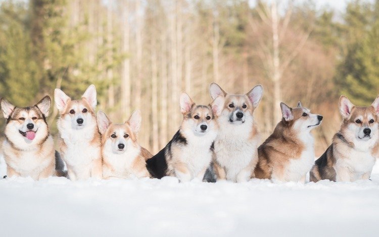 снег, зима, друзья, собаки, вельш-корги, корги, пемброк, snow, winter, friends, dogs, welsh corgi, corgi, pembroke