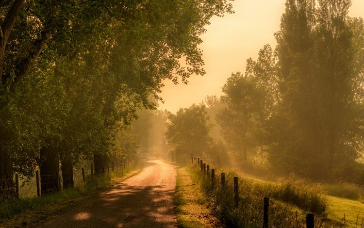 дорога, трава, деревья, утро, туман, забор, road, grass, trees, morning, fog, the fence