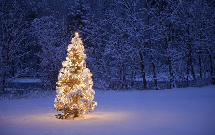 деревья, гирлянда, снег, природа, новый год, елка, лес, зима, рождество, trees, garland, snow, nature, new year, tree, forest, winter, christmas