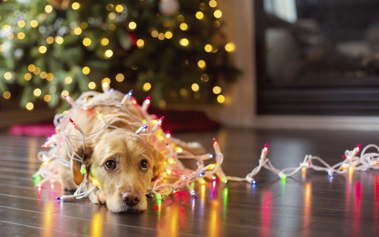 новый год, елка, собака, огоньки, гирлянда, ретривер, karolina yen, new year, tree, dog, lights, garland, retriever