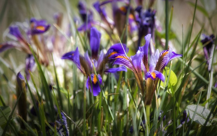 цветы, трава, лепестки, ирисы, ирис, theophilos papadopoulos, flowers, grass, petals, irises, iris