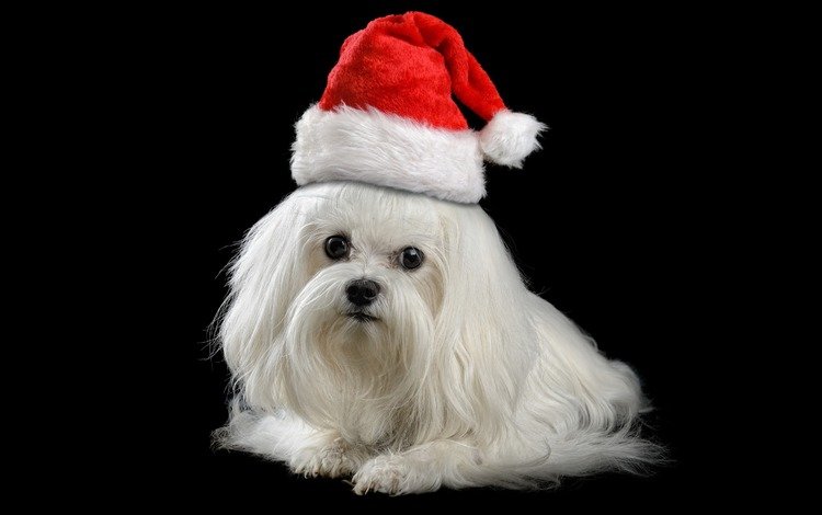 новый год, мордочка, взгляд, собака, черный фон, колпак, болонка, мальтийская болонка, new year, muzzle, look, dog, black background, cap, lapdog, maltese