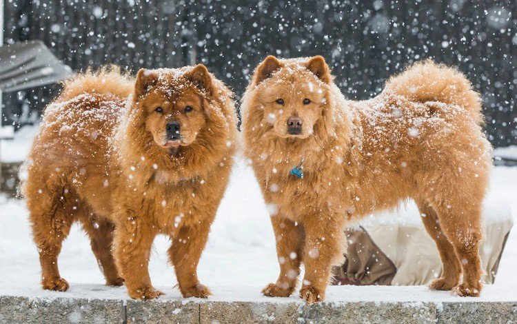 снег, зима, собаки, чау-чау, snow, winter, dogs, chow