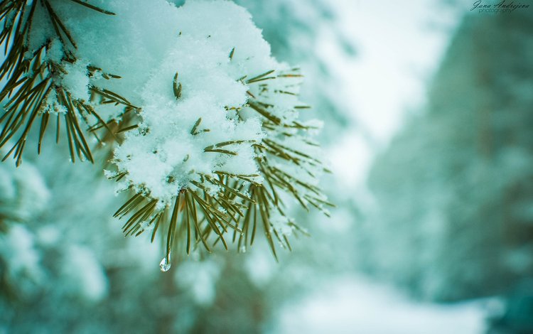 ветка, снег, хвоя, зима, макро, сосна, branch, snow, needles, winter, macro, pine
