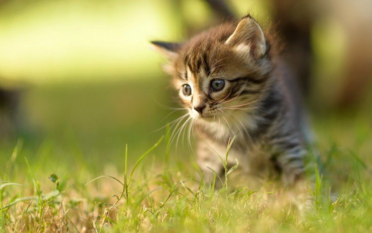 трава, кот, мордочка, усы, кошка, взгляд, котенок, grass, cat, muzzle, mustache, look, kitty