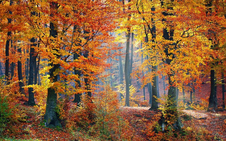 природа, лес, осень, nature, forest, autumn