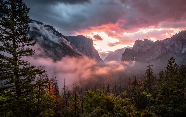 лес, утро, туман, сша, долина, калифорния, национальный парк йосемити, forest, morning, fog, usa, valley, ca, yosemite national park
