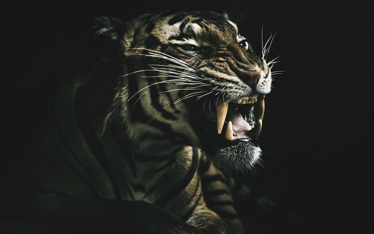 тигр, оскал тигра, морда, взгляд, клыки, хищник, черный фон, зверь, дикая кошка, tiger, grin of a tiger, face, look, fangs, predator, black background, beast, wild cat