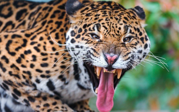 морда, леопард, клыки, хищник, язык, face, leopard, fangs, predator, language