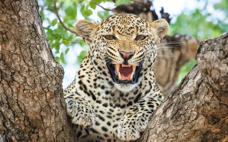 морда, леопард, хищник, большая кошка, зубы, face, leopard, predator, big cat, teeth
