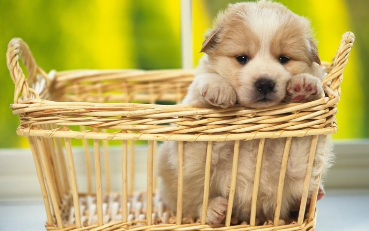 мордочка, взгляд, собака, щенок, корзинка, muzzle, look, dog, puppy, basket
