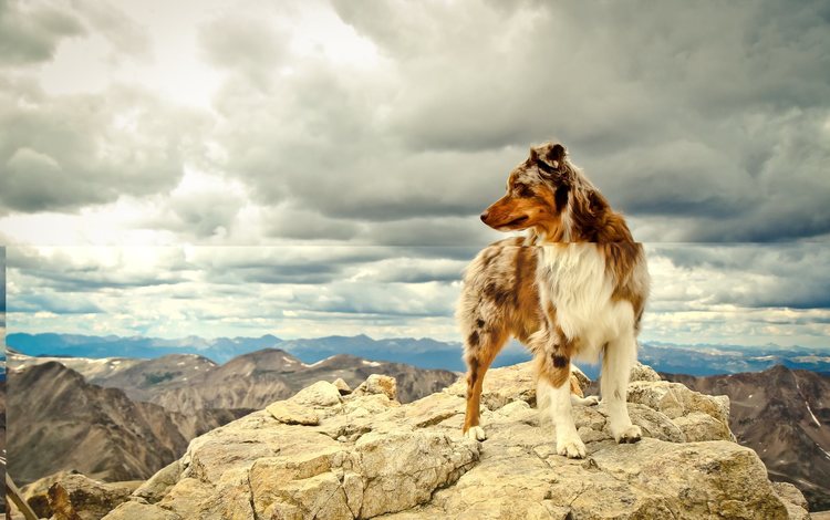 небо, облака, горы, собака, австралийская овчарка, the sky, clouds, mountains, dog, australian shepherd