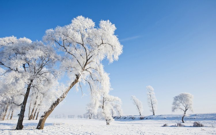 небо, деревья, природа, зима, пейзаж, иней, the sky, trees, nature, winter, landscape, frost