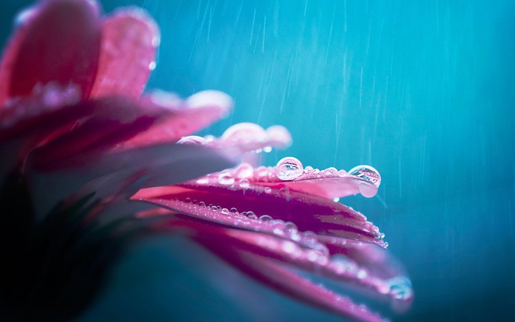 цветок, капли, лепестки, дождь, боке, гербера, капли дождя, flower, drops, petals, rain, bokeh, gerbera, raindrops