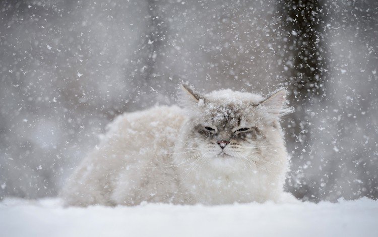 снег, зима, кот, мордочка, усы, кошка, взгляд, снегопад, snow, winter, cat, muzzle, mustache, look, snowfall