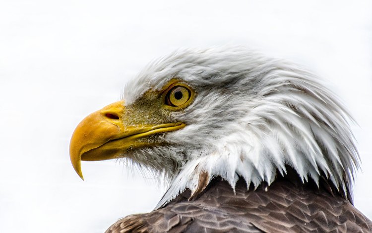 морда, орел, профиль, птица, клюв, перья, белоголовый орлан, face, eagle, profile, bird, beak, feathers, bald eagle
