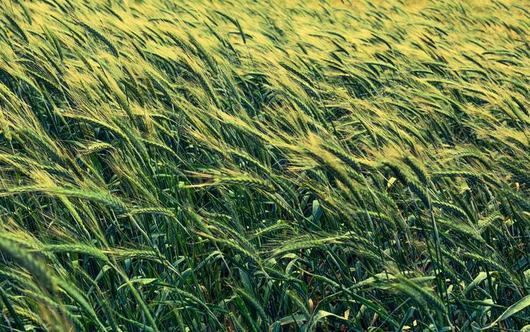 поле, колосья, пшеница, злаки, ячмень, field, ears, wheat, cereals, barley