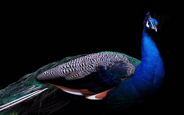 птица, клюв, черный фон, павлин, перья, хвост, bird, beak, black background, peacock, feathers, tail