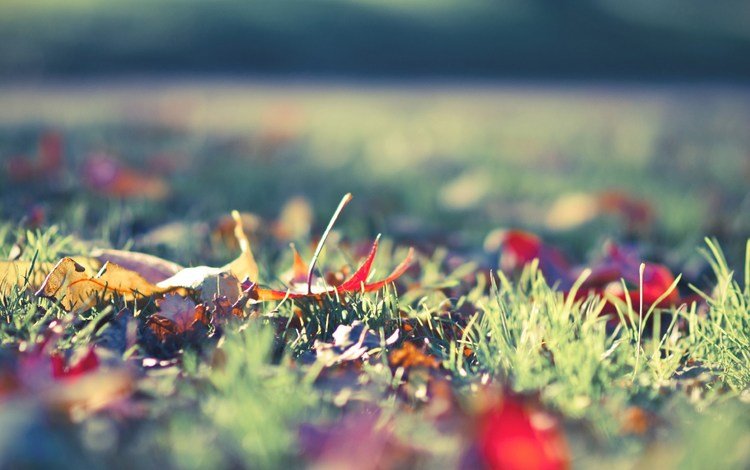 трава, природа, листья, макро, осень, grass, nature, leaves, macro, autumn