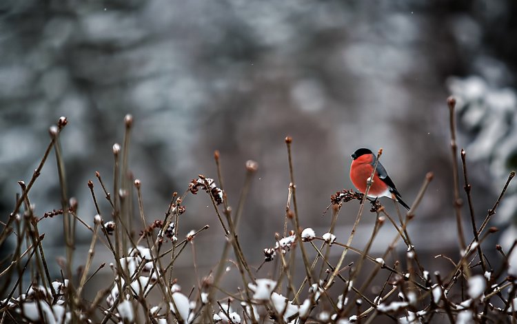 снег, ветки, птица, перья, снегирь, snow, branches, bird, feathers, bullfinch