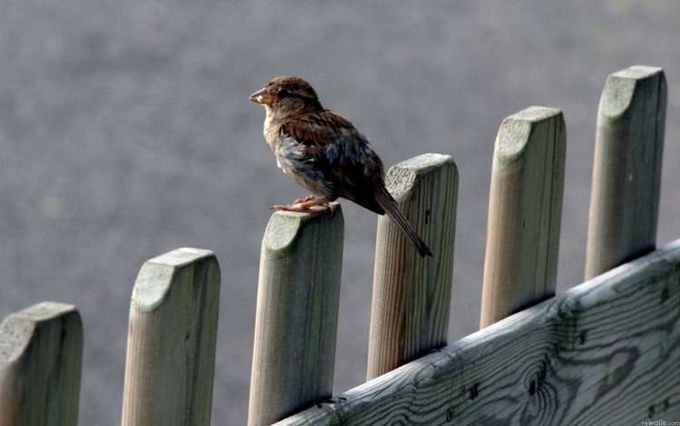 природа, забор, птица, клюв, воробей, перья, nature, the fence, bird, beak, sparrow, feathers