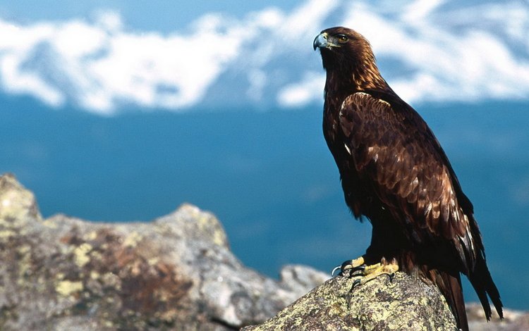 природа, птица, клюв, беркут, золотой орел, хищная птица, nature, bird, beak, eagle, golden eagle, bird of prey