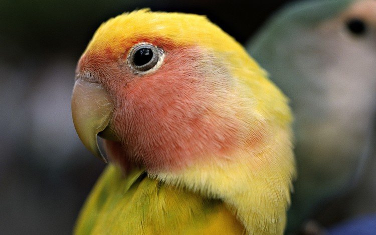 птица, клюв, перья, попугай, неразлучник, bird, beak, feathers, parrot, lovebird