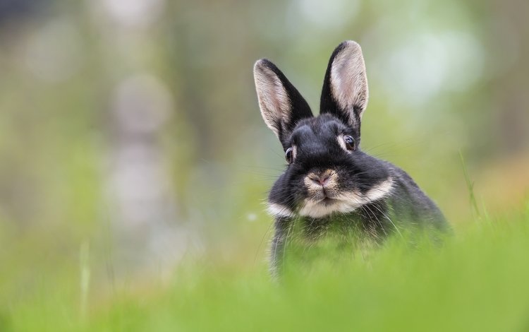 трава, мордочка, взгляд, размытость, кролик, уши, заяц, grass, muzzle, look, blur, rabbit, ears, hare