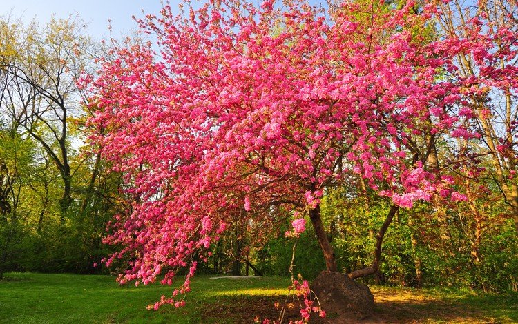 цветы, дерево, цветение, сад, весна, flowers, tree, flowering, garden, spring