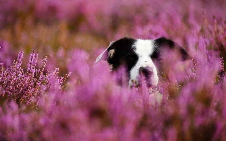 морда, цветы, собака, размытость, луг, бордер-колли, собака в цветах, face, flowers, dog, blur, meadow, the border collie, dog in flowers