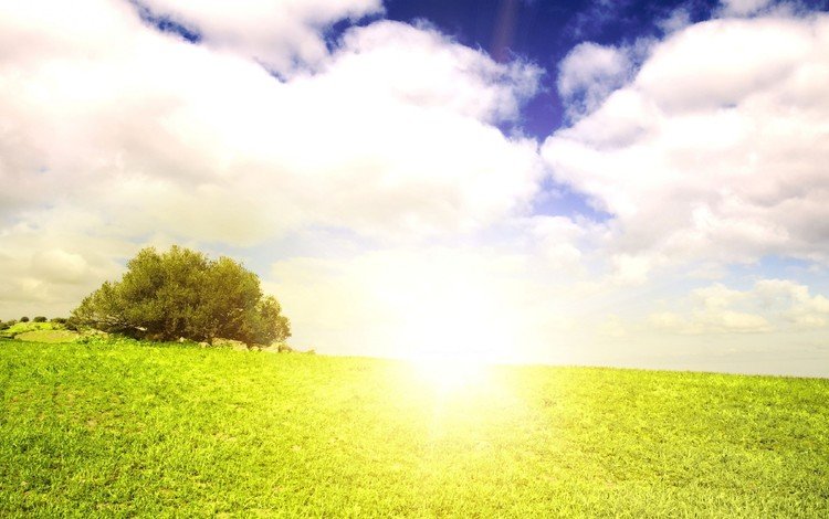 небо, трава, облака, природа, дерево, пейзаж, лето, солнечный свет, the sky, grass, clouds, nature, tree, landscape, summer, sunlight