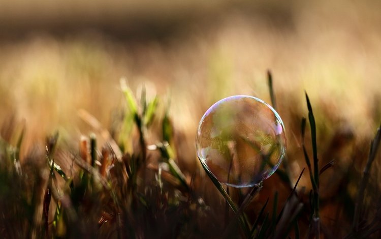 трава, природа, размытость, мыльный пузырь, grass, nature, blur, bubble
