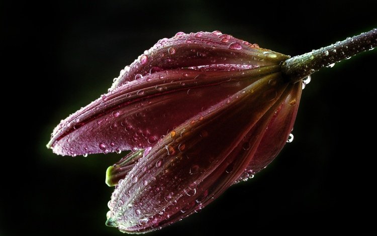 цветок, роса, капли, лилия, бутон, черный фон, капли воды, flower, rosa, drops, lily, bud, black background, water drops