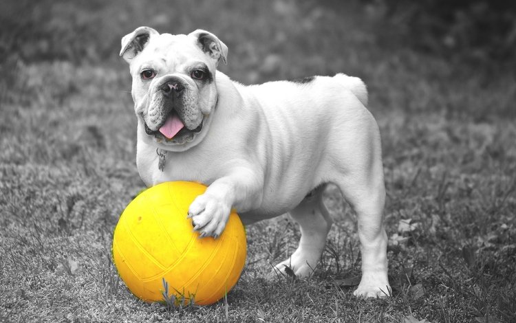 трава, собака, игра, язык, мяч, бульдог, grass, dog, the game, language, the ball, bulldog