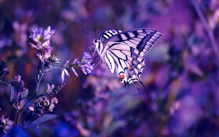 цветы, насекомое, бабочка, крылья, размытость, flowers, insect, butterfly, wings, blur