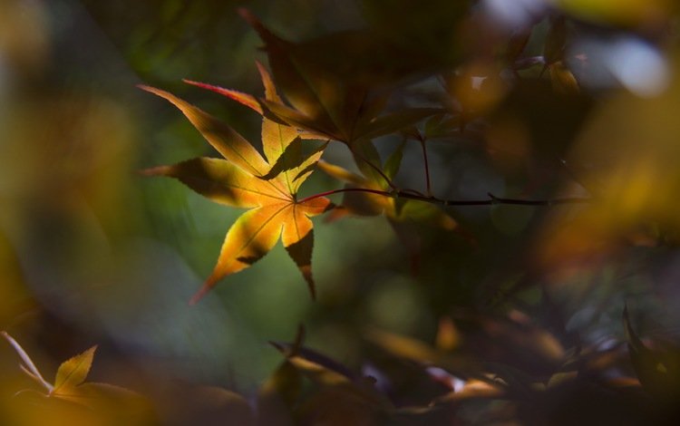 листья, макро, осень, leaves, macro, autumn