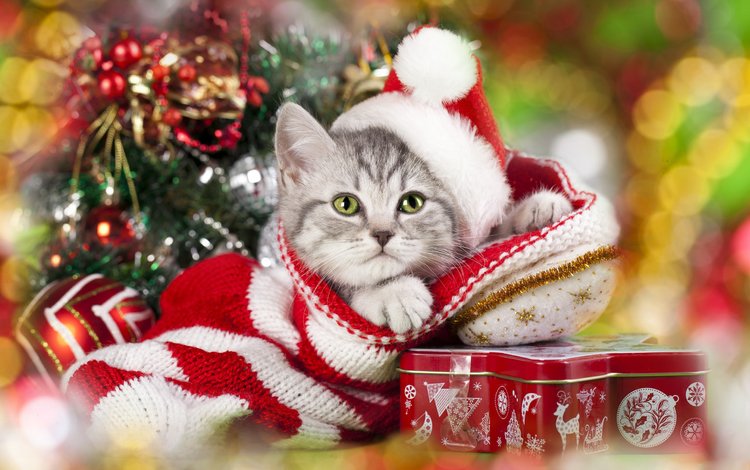 новый год, колпак, елка, кот, мордочка, усы, кошка, взгляд, подарки, котенок, kitty, new year, cap, tree, cat, muzzle, mustache, look, gifts
