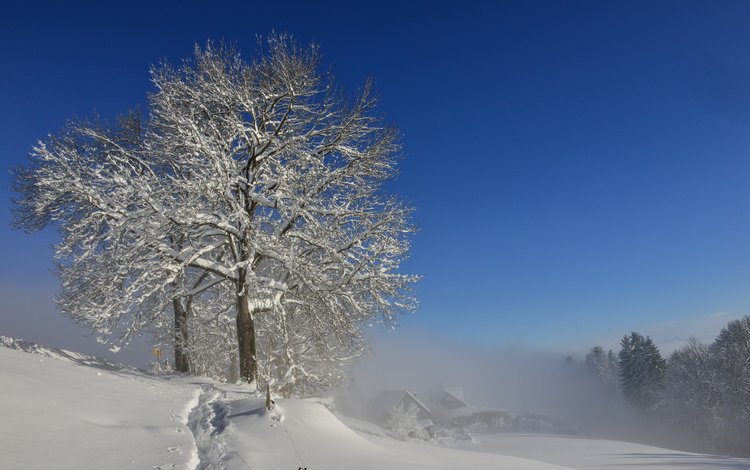 снег, природа, дерево, зима, markus bruggmann, snow, nature, tree, winter
