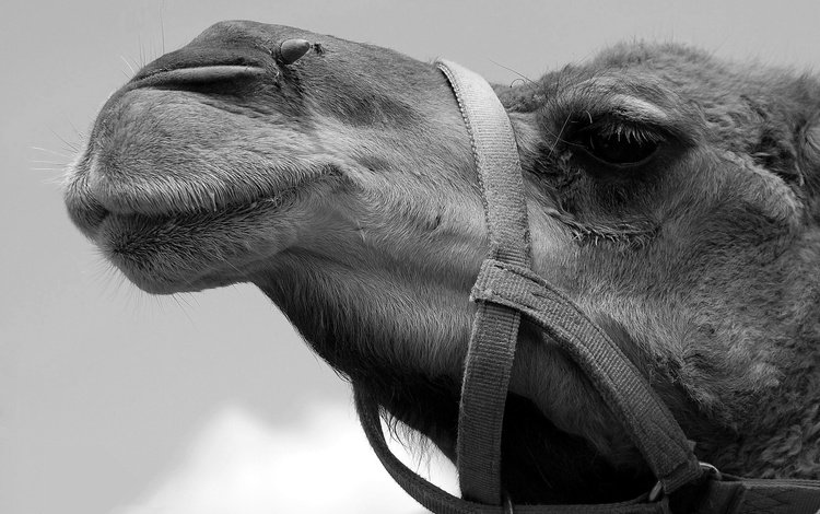 чёрно-белое, профиль, верблюд, black and white, profile, camel