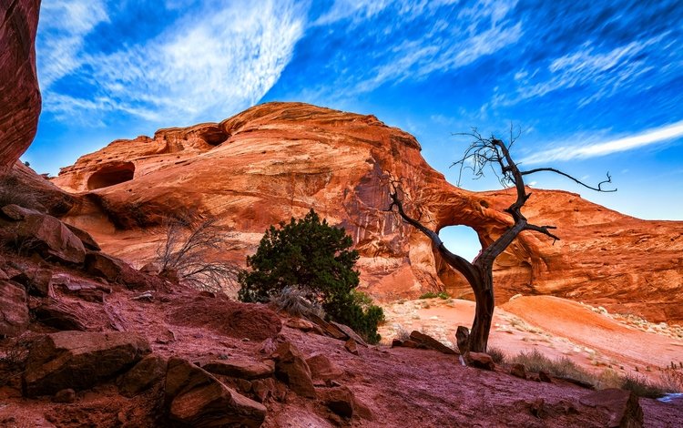 небо, скалы, дерево, пустыня, каньон, the sky, rocks, tree, desert, canyon