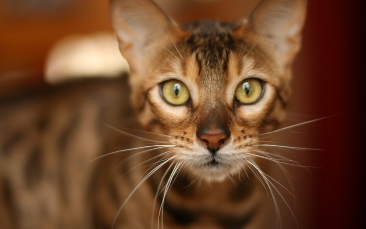 кот, мордочка, усы, кошка, взгляд, бенгальская кошка, cat, muzzle, mustache, look, bengal cat