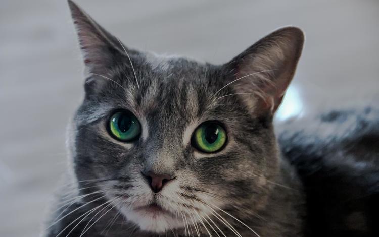 кот, мордочка, усы, кошка, взгляд, зеленые глаза, cat, muzzle, mustache, look, green eyes